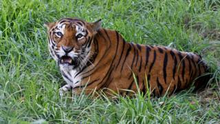 A Bengal tiger, pictured in India
