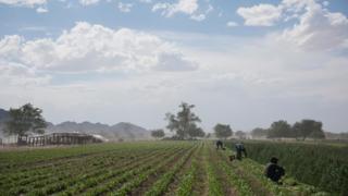 Agriculture has taken off with irrigation