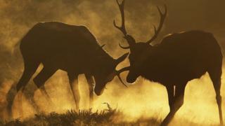 Rutting stags in Richmond Park