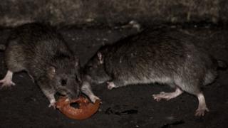 Rats