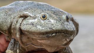 Nahaufnahme eines Titicacasee-Riesenfrosches mit freundlicher Genehmigung des Naturkundemuseums Boliviens