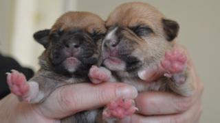 Seven abandoned puppies found in Penlan, Swansea crate - BBC News