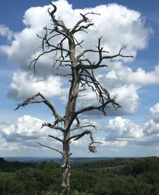 Tree branches with a cloud formation in the background
