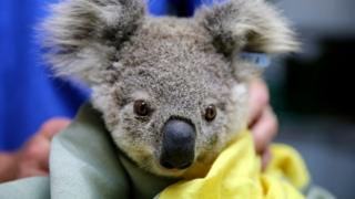 koala