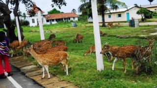 ත්රිකුණාමල නගරයේ නිදැල්ලේ හැසිරෙන මුවන්
