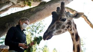 Koruyucu bir yüz maskesi takan bir hayvanat bahçesi, 18 Mayıs 2020'de Brugelette'deki Pairi Daiza hayvan parkının yeniden açılma gününde zürafaları kendi kasasında besliyor