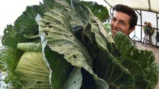 Man holding giant cabbage