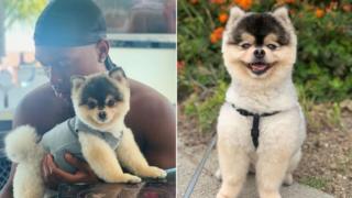 Daniel Sturridge and im dog Lucci