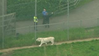 One of the pictures of a tiger in its enclosure at Hamerton Zoo Park