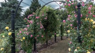 Gardens of the Rose near St Albans