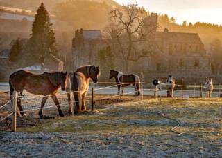 ponies in front of Melrose Abbey