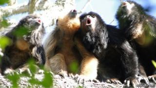 black and gold howler monkeys roaring. This species commonly has several adult males (black fur) and adult females (golden fur) in a group.