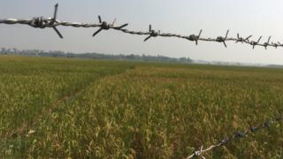ধানক্ষেত