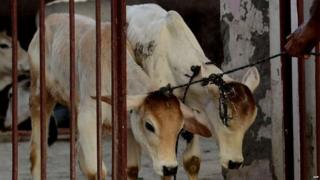 Slaughtering cows is already banned in several Indian states