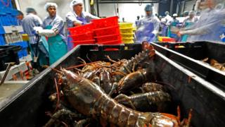 USA, China, lobsters