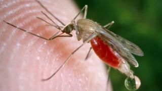 ناموس الملاريا