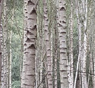 Rows of trees