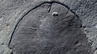 Dickinsonia