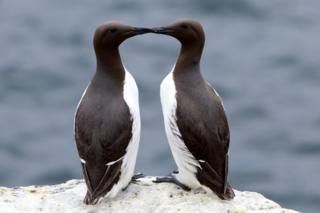 birds