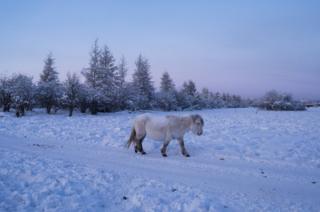 A horse walks alone at the edge of the village. The Yakut horse is a very rustic breed that forms the most northerly of horse breeds. Small and resistant, little domesticated, it supports the great thermal amplitudes of Yakutia by accumulating fat in autumn. This versatile pony is mainly raised for meat and holds a great place in the life, economy and spirituality of the Siberians. The inhabitants of Yakutia have no taboos concerning horse meat: breeding for this purpose is their main activity and represents in some villages up to 40% of the meat consumed.