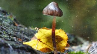   Magic mushrooms 