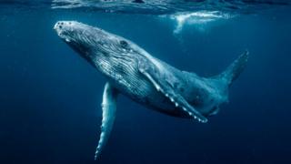 A humpback whale calf