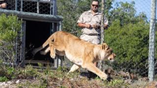 L'un des lions bondit dans le sanctuaire de Big Cat