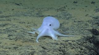 The 'Casper' octopod was spotted last year