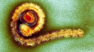 Ebola virus