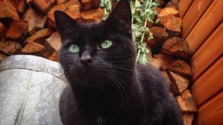 Black cat outside