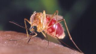 મચ્છર