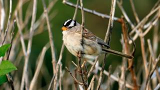 environment White-crowned sparrow