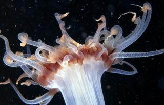Alicia anemone