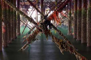 Moss and debris underneath a pier