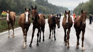The horses