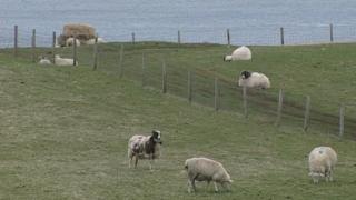 Caoraich air croit