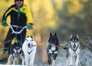 Sled dogs