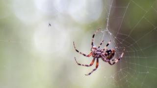 Spider has caught a mosquito in its web