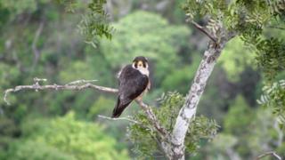 taita falcon