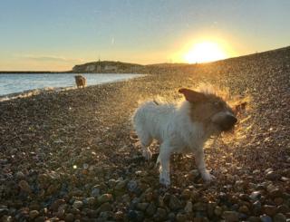 A wet dog on a beach