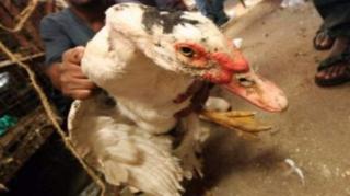 Un canard domestique entre des mains humains (archives)