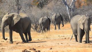 Elephants roam freely near the railway track that Cecil the lion crossed when he was lured onto a farm in an alleged illegal hunt in Hwange about 700 kilometres south west of Harare, Zimbabwe, Thursday, Aug. 6, 2015.