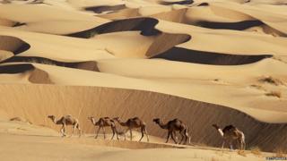 Chameaux sur dunes de sable