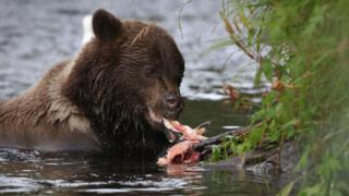caza en Alaska