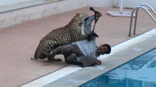Wildlife expert Sanjay Gabbi being mauled by a leopard.