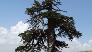 Pino bosnio (Pinus heldreichii) de más de 1.000 años