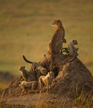 A cheetah with its cubs