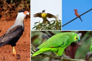 Aves em São Paulo