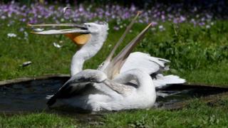 Dalmatinische oder lockige Pelikane sind bekannt für die Federn auf ihren Köpfen