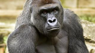 Harambe el gorila